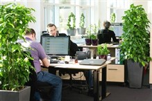 الفوائد النفسية للنباتات في المكتب