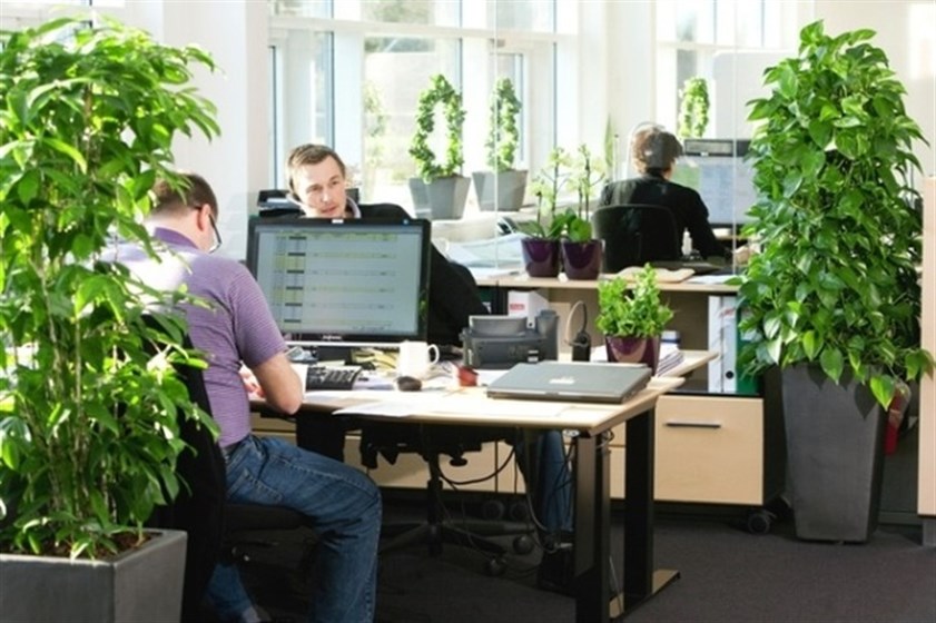 الفوائد النفسية للنباتات في المكتب