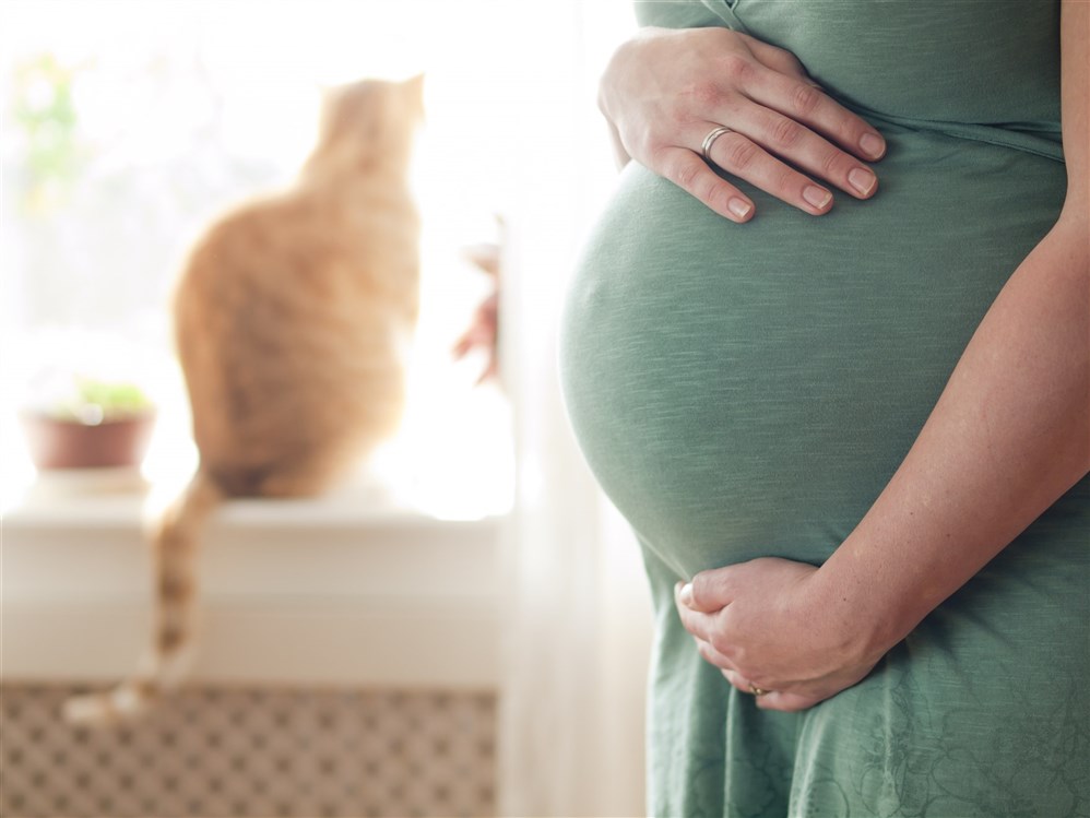 مناعة الحامل ضد القطط