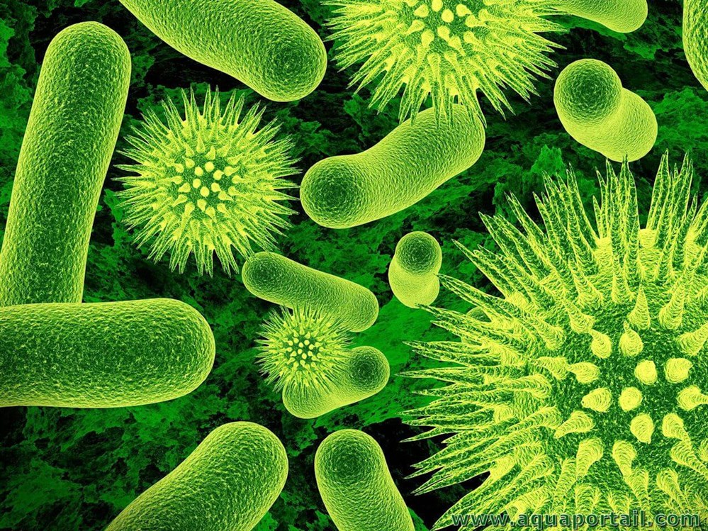 انواع بكتيريا خطيرة على الانسان