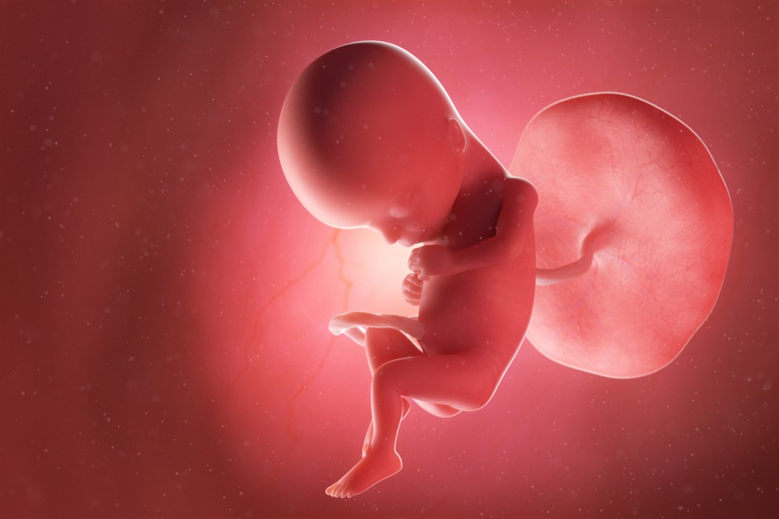 تطور الجنين في الأسبوع 15 من الحمل
