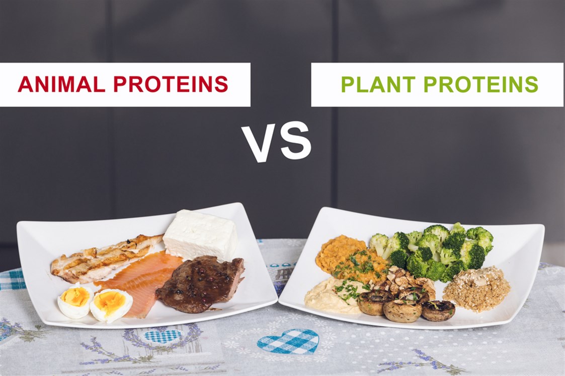 الفرق بين البروتينات النباتية والحيوانية
